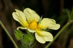 Sulphur cinquefoil